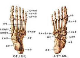 掌骨和跖骨短