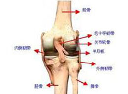 症状 膝后疼痛   引起膝后痛的主要病变组织,膝关节后侧(腘窝部)疼痛