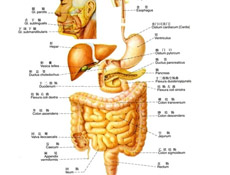 消化内科疾病