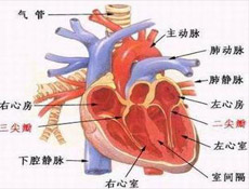 疾病介绍