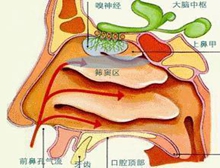 慢性单纯性鼻炎