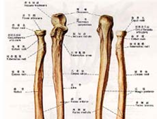 包括肘关节脱位的复位前,后x线片,避免漏诊,并判断桡骨小头骨折的损伤