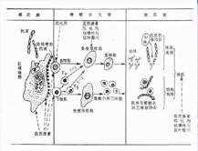 症状描述