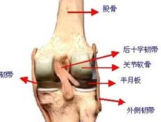 病因病理