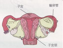 症状起因