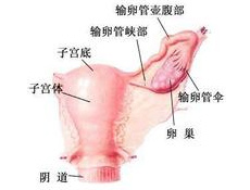 疾病种类