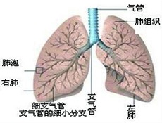 诊断依据