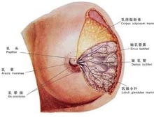 症状起因