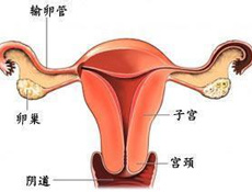 通用分类