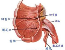 妊娠合并阑尾炎临床表现 