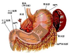 食疗法