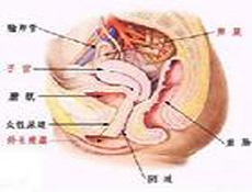 病理病因