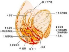 病因病理