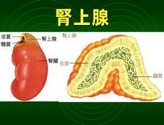 饮食方法