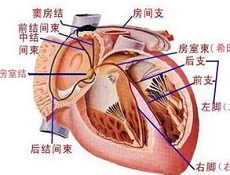 饮食疗法