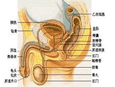 女性泌尿科疾病