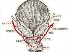 鉴别诊断