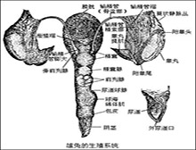 症状诊断/鉴别