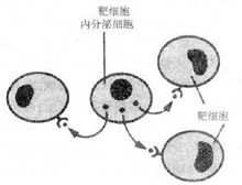 症状诊断/鉴别