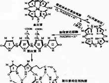 症状描述