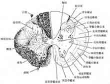 症状描述