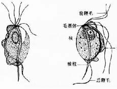 疾病简介