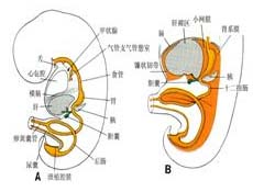 疾病简介