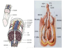 病理病因