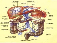 学科分支