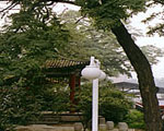 院中綠化
